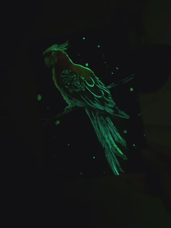 PPA- Colorful Night Scratch Art -4 Different models